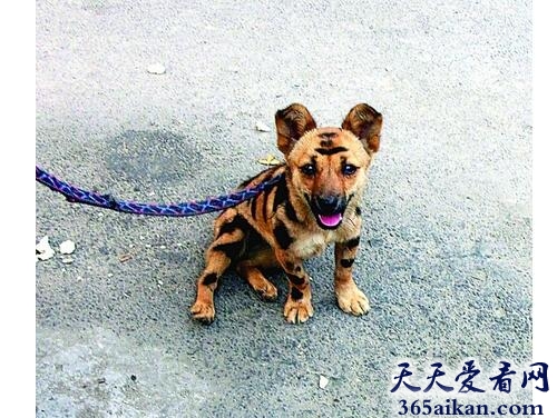 画虎不成反类犬1.jpg