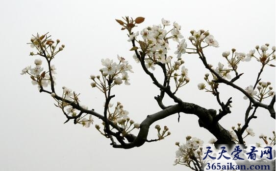 唐伯虎《一剪梅·雨打梨花深闭门》