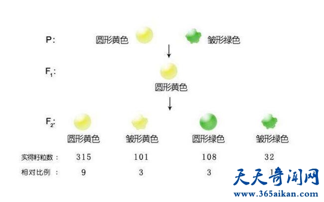 孟德尔遗传定律.jpg