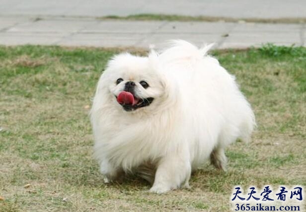 哮天犬、北京犬.jpg