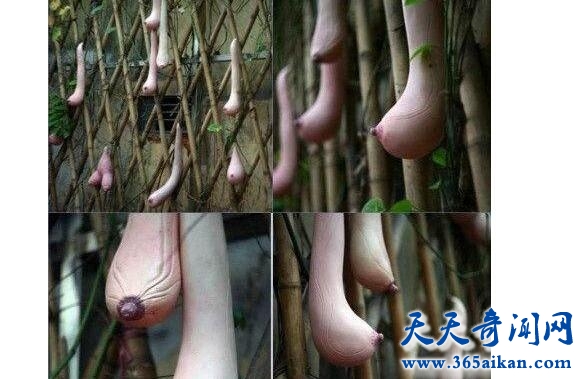 越南乳瓜1.jpg