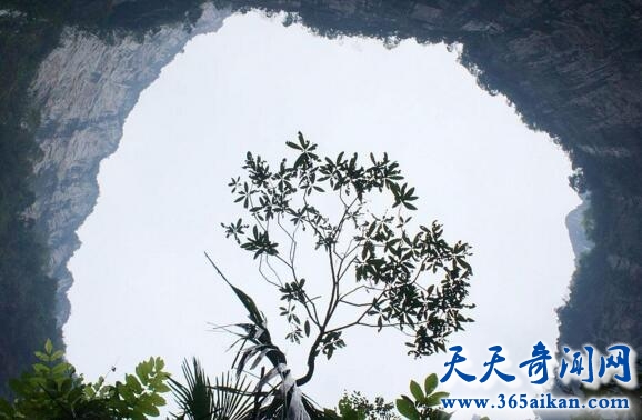 探索湖北现神秘天坑，不为人知的动植物王国！