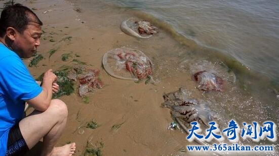 海滩惊现大量奇怪生物，好像是海洋生物海蜇