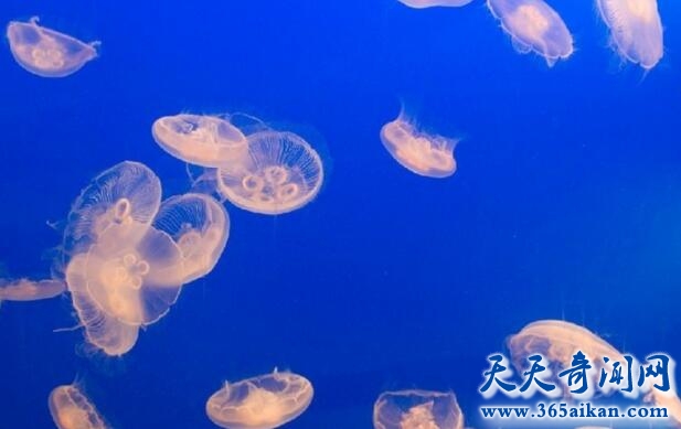 海滩惊现大量奇怪生物，好像是海洋生物海蜇