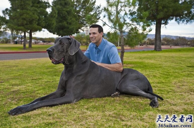 世界上最大的犬种排行榜，藏獒竟然排不上名次