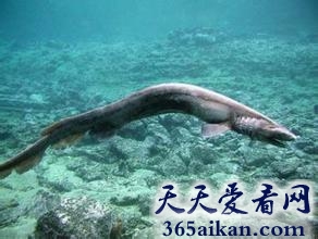 全球那些已经灭绝的海洋奇异古生物有哪些？全球那些已经灭绝的海洋奇异古生物介绍