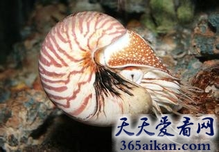 全球那些已经灭绝的海洋奇异古生物有哪些？全球那些已经灭绝的海洋奇异古生物介绍