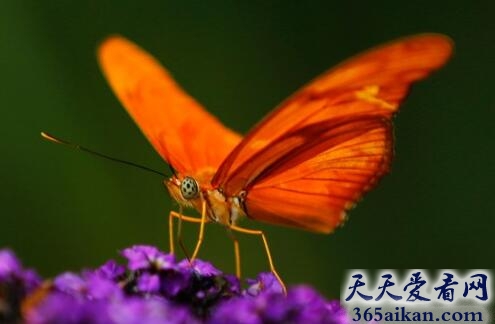 地球上的十大橙色动物有哪些？地球上的十大橙色动物介绍