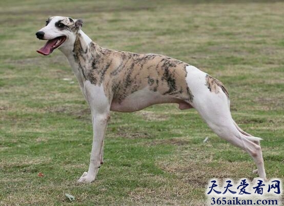 惠比特犬1.jpg