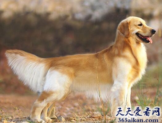 黄金猎犬.jpg