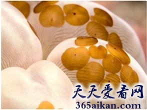 盘点世界上十大吞食阳光的稀奇生物有哪些？世界上十大吞食阳光的稀奇生物介绍