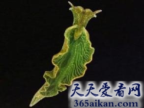 盘点世界上十大吞食阳光的稀奇生物有哪些？世界上十大吞食阳光的稀奇生物介绍