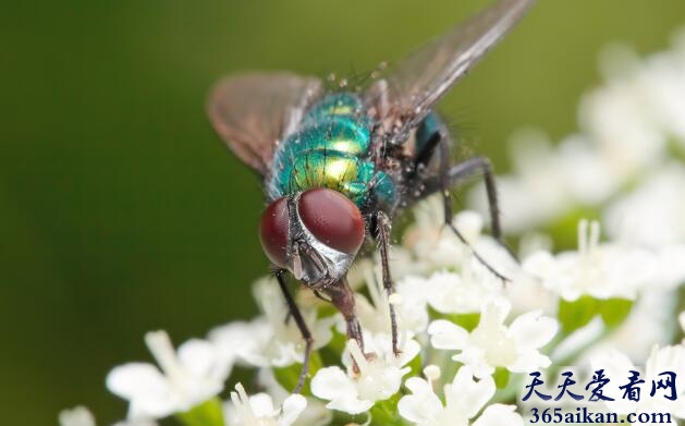 盘点动物界十大诡异进餐礼仪是怎么样的？动物界十大诡异进餐礼仪介绍