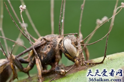 盘点全球十种最诡异的幽灵生物有哪些？全球十种最诡异的幽灵生物介绍