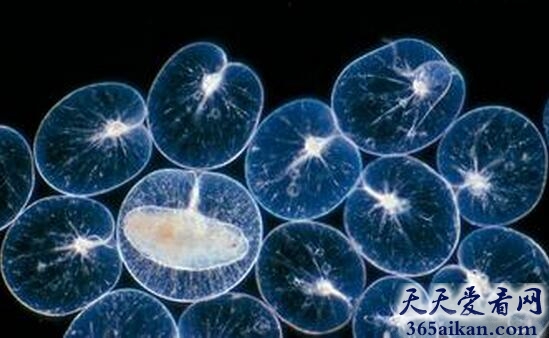 浮游生物.jpg