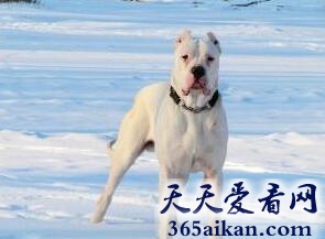 阿根廷杜高犬