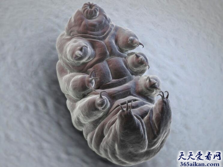 Tardigrades