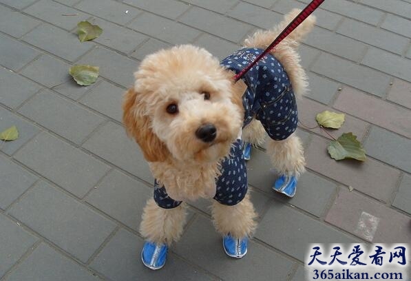 贵宾犬.jpg