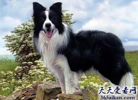 边境牧羊犬.jpg