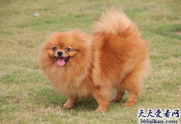 博美犬.jpg