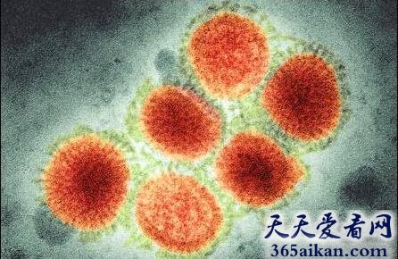 H1N1流感病毒.jpg