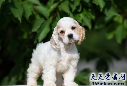 茶杯可卡犬.jpg