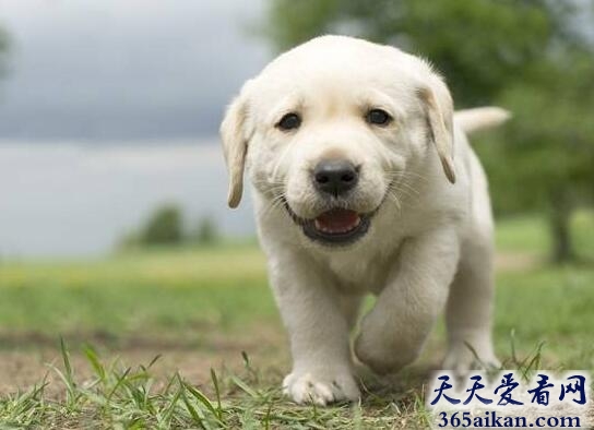 茶杯拉布拉多猎犬.jpg