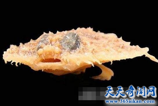 跳跃薄饼蝙蝠鱼.jpg