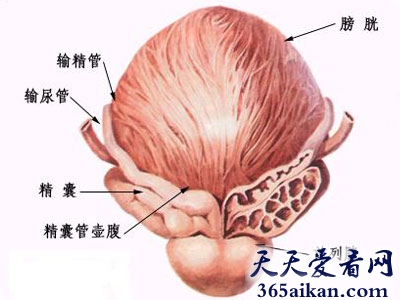 细数世界上九大难以诊断的神秘疾病是哪些？世界上九大难以诊断的神秘疾病介绍