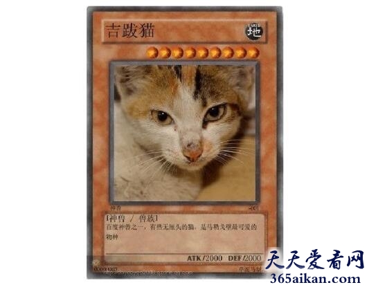 吉跋猫.jpg