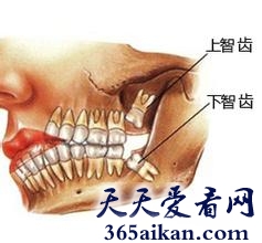 盘点人类身上最没用十大器官有哪些？