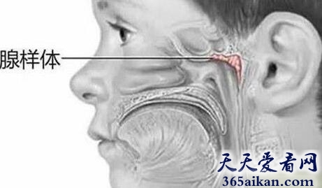 盘点人类身上最没用十大器官有哪些？