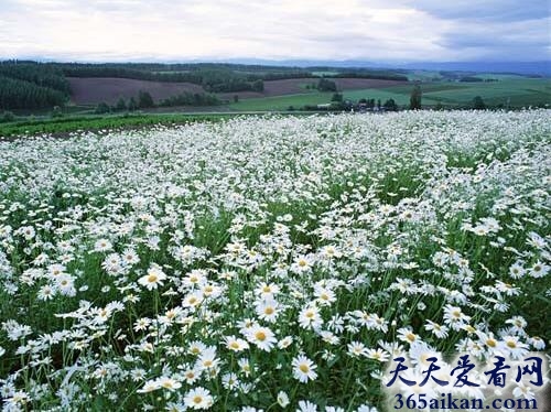 阿姆斯特丹雏菊花海.jpg