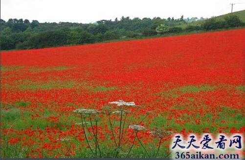 英国伍斯特郡贝德利镇虞美人花海.jpg