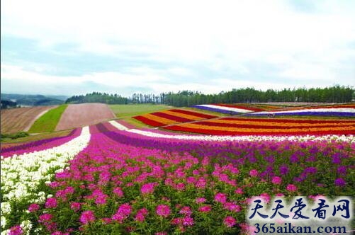 北海道花海.jpg