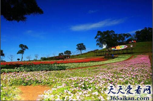 台湾大溪花海农场.jpg