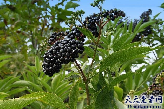 细数餐桌上常见的十大有毒食物是哪些？餐桌上常见的十大有毒食物介绍