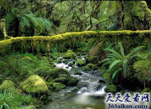 盘点全球十大热带雨林有哪些？全球十大热带雨林美图赏析