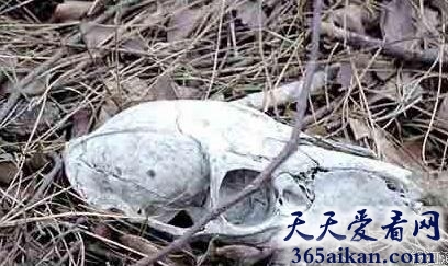 盘点世界上的八大“死亡谷”有哪些？世界上的八大“死亡谷”介绍