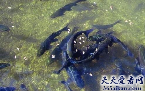 鱼泉1.jpg