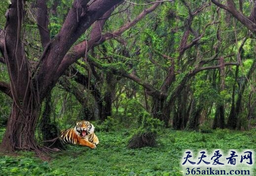 非洲雨林群系.jpg