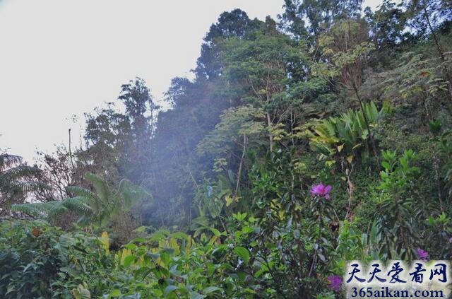 印度马来雨林群系.jpg