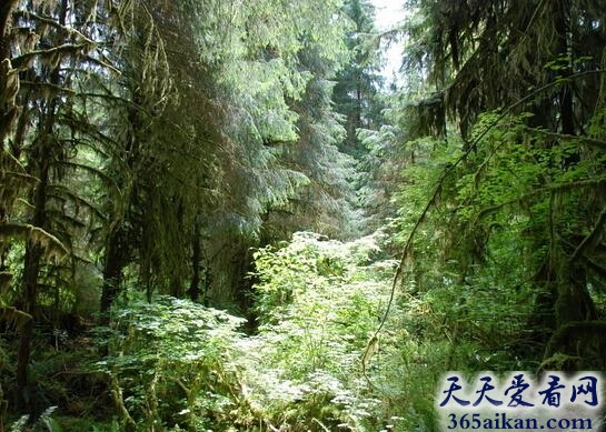 美洲雨林群系.jpg