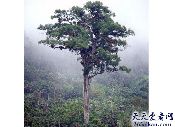 帕特里亚卡·弗洛雷斯塔树