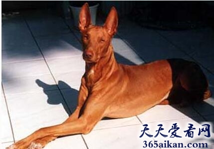 法老王猎犬1.jpg