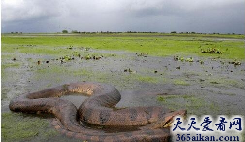 梦见蛇和鱼是什么意思,梦见蛇和鱼代表什么？