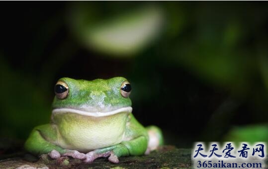 梦见青蛙跳好不好,梦见青蛙跳代表什么？