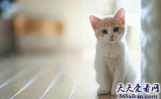 梦见猫咬我代表什么,梦见猫咬我有什么寓意？