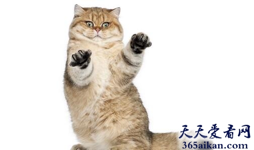 梦见猫拉屎代表什么,梦见猫拉屎有什么寓意？