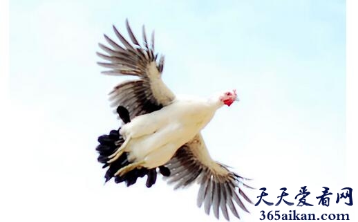 梦见鸡飞是怎么回事,梦见鸡飞意味着什么？